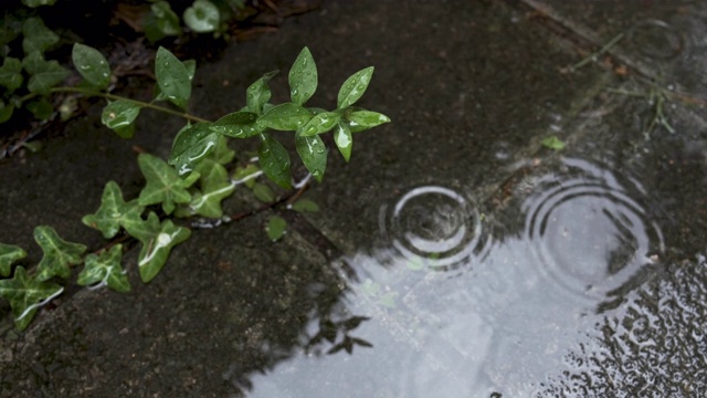 雨落在水坑和植物树枝上视频素材