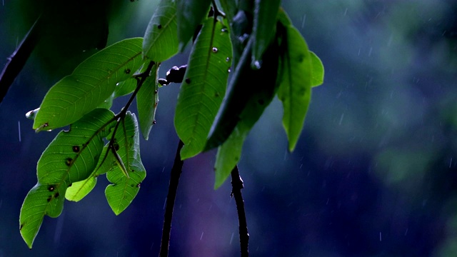 雨和自然视频素材