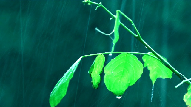 雨和自然视频素材