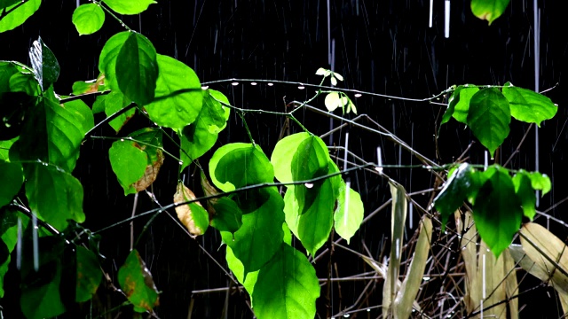 雨与自然植物视频素材