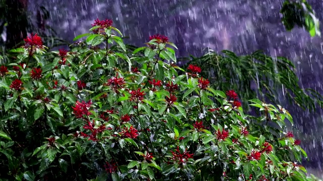 火荆花上的降雨视频素材