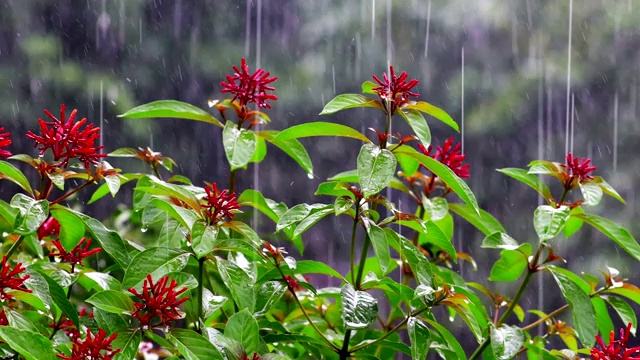 火荆花上的降雨视频素材