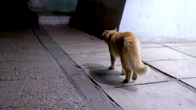 迷途的红猫在夜里走在街上。流浪的埃及野猫在城市街道上视频素材