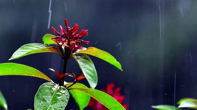 大雨时，火柴花开花落视频素材