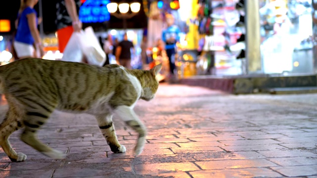 无家可归的灰色埃及猫在埃及夜间繁忙的街道上徘徊视频素材