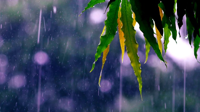 阿育王树在雨天叶子视频素材