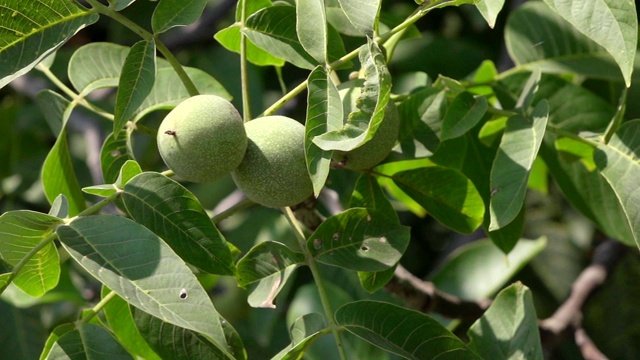 核桃在农家花园里收获视频素材