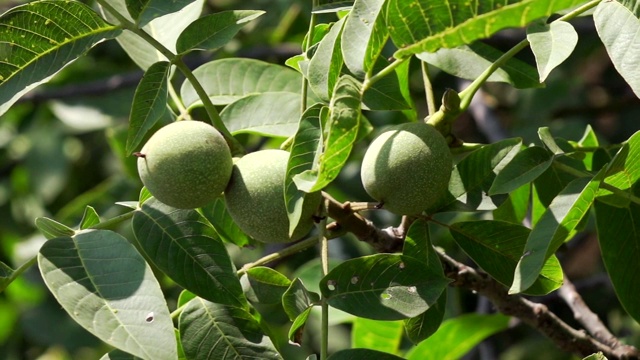 核桃在农家花园里收获视频素材