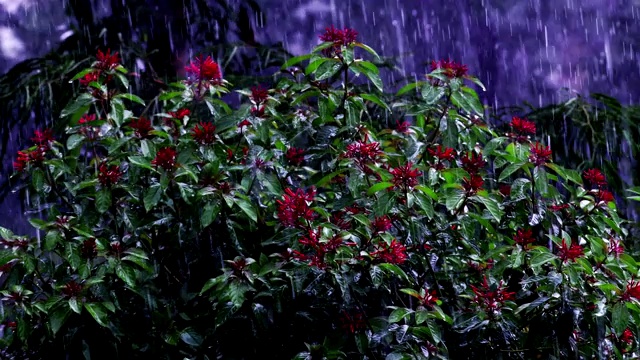 在暴雨期间种植火柴花视频素材