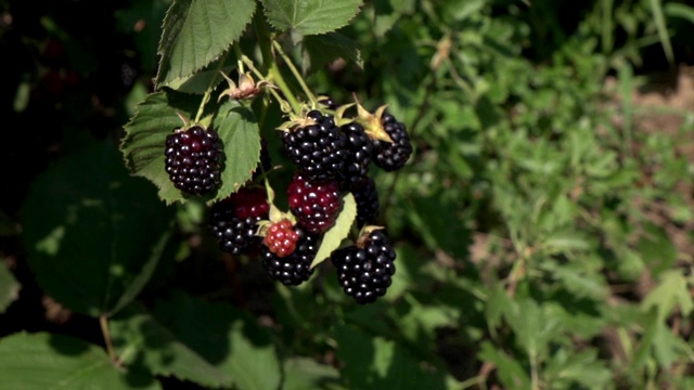 黑莓在农场花园的灌木丛中收割视频素材