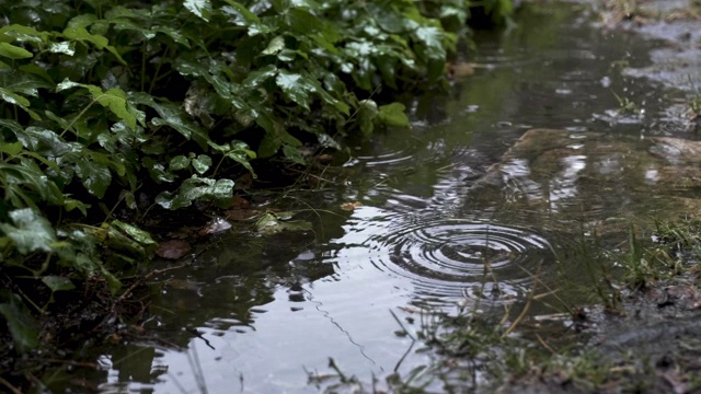 雨水坑与下落的雨滴在自然后院设置视频素材