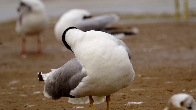 鸟-大黑头鸥(Larus ichthyaetus)站在沙滩和浅水上。视频素材