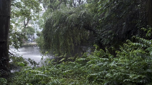 郁郁葱葱的公园植物生活在雨天视频素材