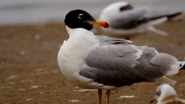 鸟-大黑头鸥(Larus ichthyaetus)站在沙滩和浅水上。视频素材