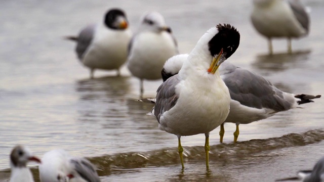 鸟-大黑头鸥(Larus ichthyaetus)站在沙滩和浅水上。视频素材