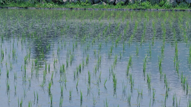 日本长野的风吹在小水稻上。视频素材