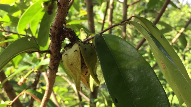 近距离观察酸枣或多刺番荔枝、榴莲或番荔枝树上的黄色花朵视频素材