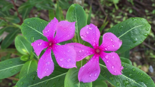 Catharanthus roseus G.Don花在树上视频素材