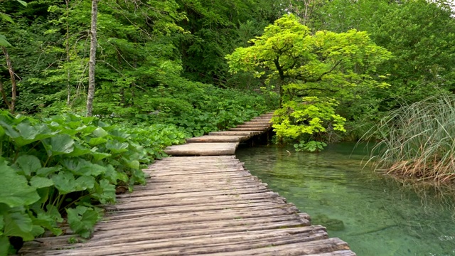 在公园的木板路上散步。镜头在有湖和绿树的夏季公园的木板路上移动。替身,4 k视频素材