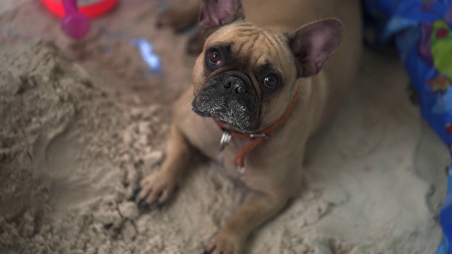 法国斗牛犬视频素材