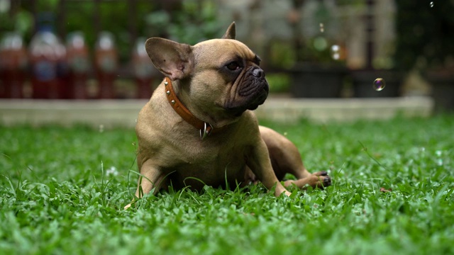 法国斗牛犬视频素材