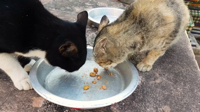 猫正在吃现成的食物。视频素材