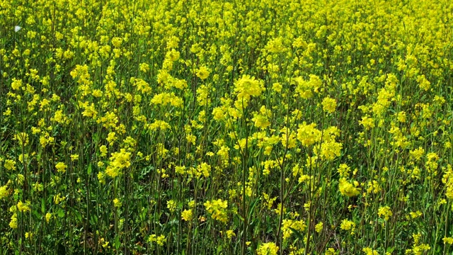 美丽的田野，明亮的黄色花朵。夏天的风景。视频下载