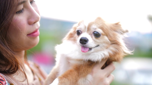 可爱的宠物年轻女子亲吻狗视频素材