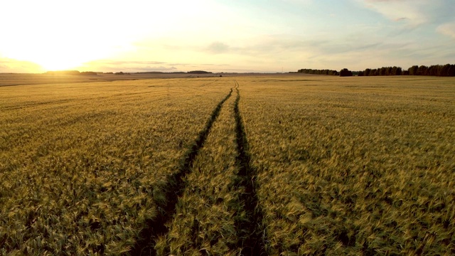 在金色的夕阳下，在广阔的黄麦田上，空中的公路进入远方视频素材