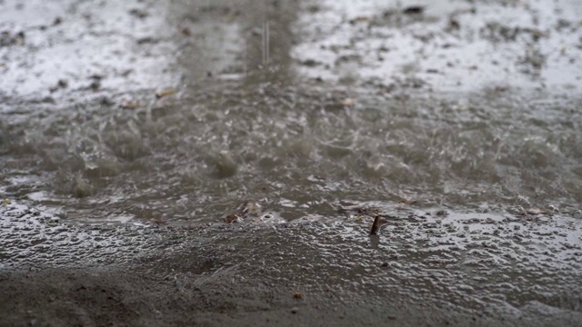 热带降雨期间的绿色丛林全景。绿色的丛林树和棕榈树，雾和热带雨视频素材