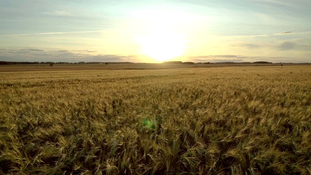 空中飞过黄灿灿的麦田，迎接夕阳视频素材