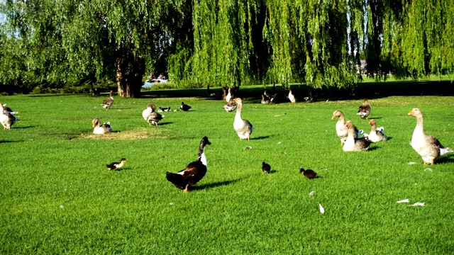 在阳光明媚的夏日里，灰色的鹅走在绿色的草坪上视频素材