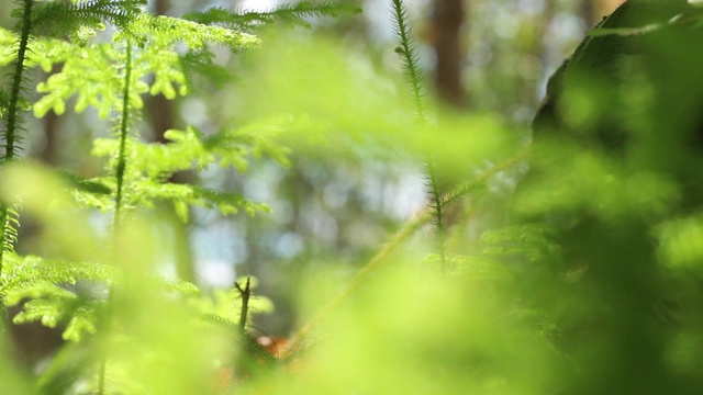 加里曼丹热带雨林的背景模糊和下午的阳光效果。一缕阳光从旷野的树叶角落里射了出来。视频素材