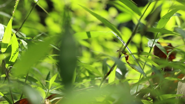 加里曼丹热带雨林的背景模糊和下午的阳光效果。一缕阳光从旷野的树叶角落里射了出来。视频素材