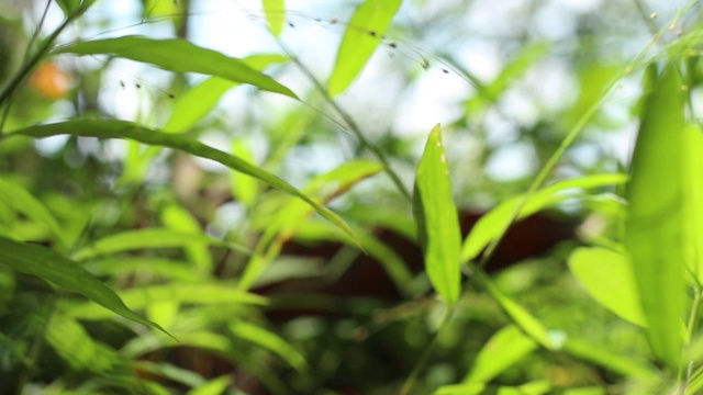 加里曼丹热带雨林的背景模糊和下午的阳光效果。一缕阳光从旷野的树叶角落里射了出来。视频素材