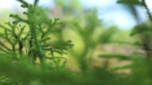 加里曼丹热带雨林的背景模糊和下午的阳光效果。一缕阳光从旷野的树叶角落里射了出来。视频素材