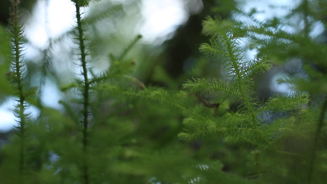 加里曼丹热带雨林的背景模糊和下午的阳光效果。一缕阳光从旷野的树叶角落里射了出来。视频素材