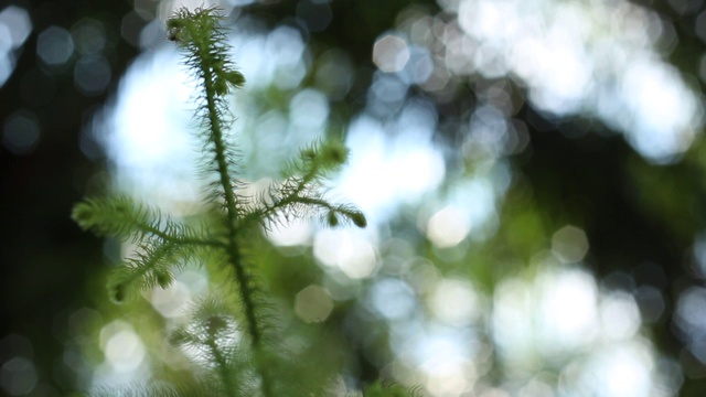 加里曼丹热带雨林的背景模糊和下午的阳光效果。一缕阳光从旷野的树叶角落里射了出来。视频素材