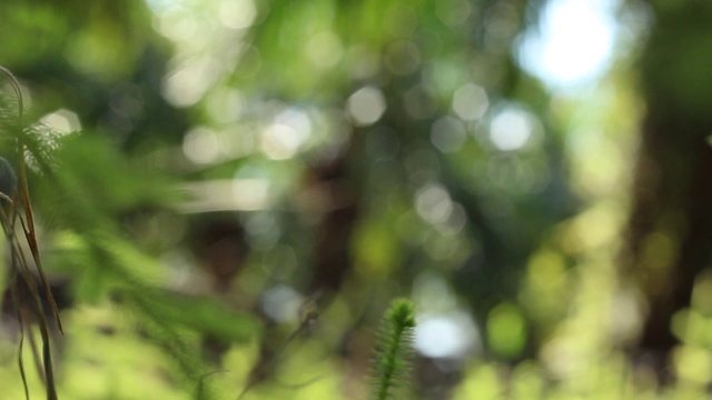 加里曼丹热带雨林的背景模糊和下午的阳光效果。一缕阳光从旷野的树叶角落里射了出来。视频素材