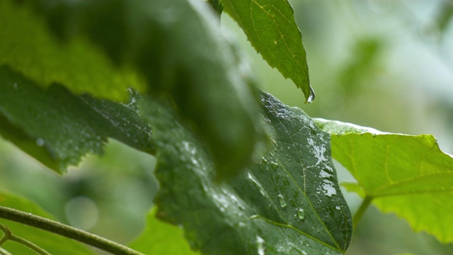 葡萄叶子在雨中视频素材