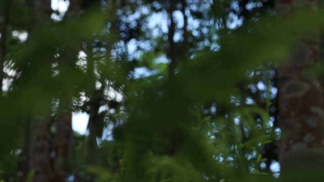 加里曼丹热带雨林的背景模糊和下午的阳光效果。一缕阳光从旷野的树叶角落里射了出来。视频素材