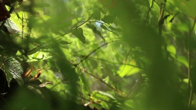 加里曼丹热带雨林的背景模糊和下午的阳光效果。一缕阳光从旷野的树叶角落里射了出来。视频素材