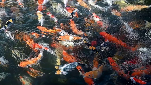 五颜六色的锦鲤在池塘里游泳视频素材