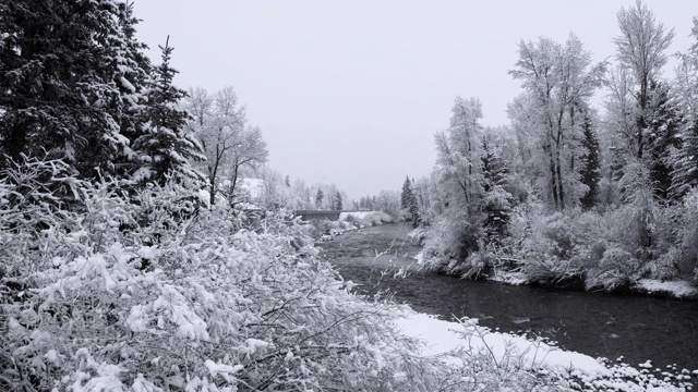 河流在科罗拉多山脉的森林里下雪。静态照相机。视频素材