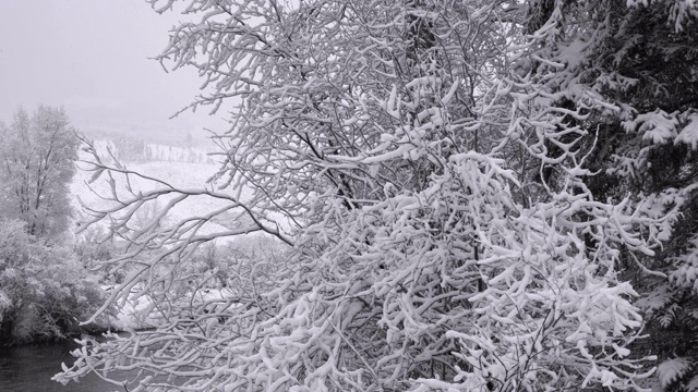 河流在科罗拉多山脉的森林里下雪。全景相机运动。视频素材