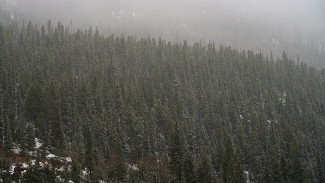 科罗拉多州萨里纳，帝王山附近的山林里，下着雪。视频素材