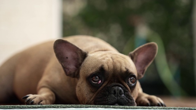 法国斗牛犬视频素材