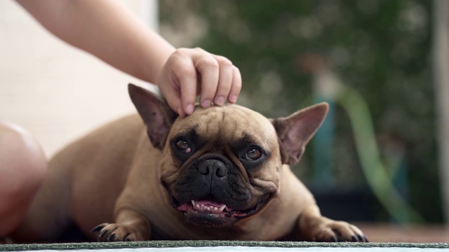 微笑的法国斗牛犬视频素材