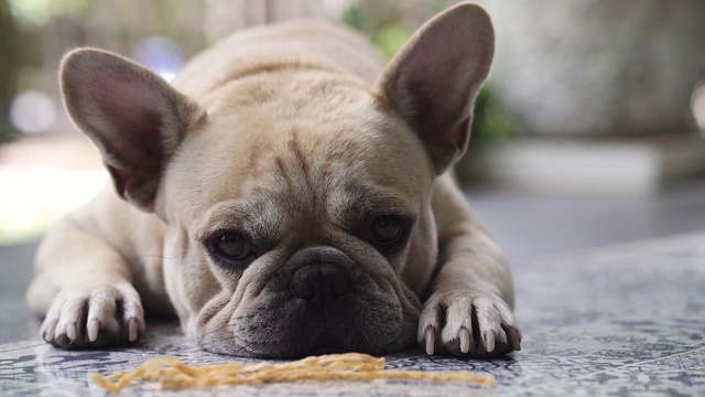 可爱的法国斗牛犬视频素材