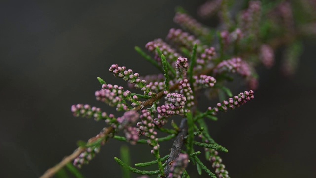 靠近粉红色柽柳的花蕾视频素材